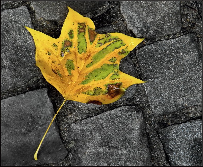Golden Autumn Leaf